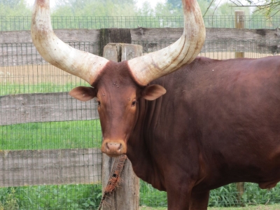 Ankole-Watusi - De Zonnegloed - Animal park - Animal refuge centre 